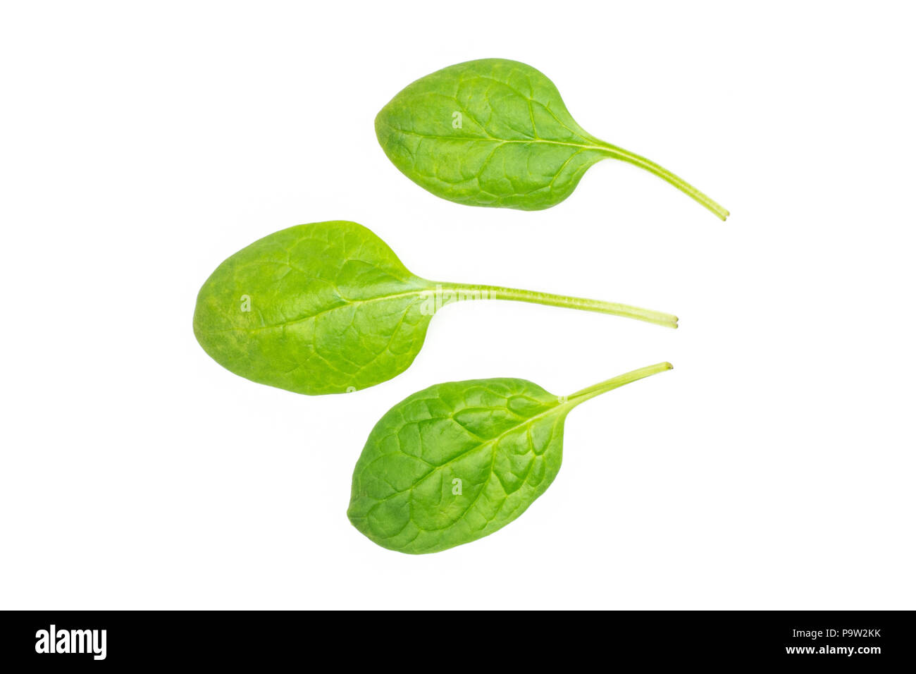 Fresh baby spinach top view isolated on white background group of three green single leaves Stock Photo