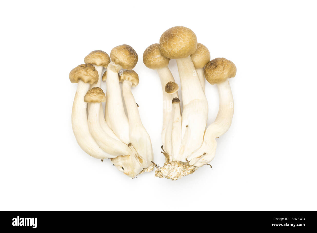 Brown beech mushrooms Shimeji isolated on white background top view raw