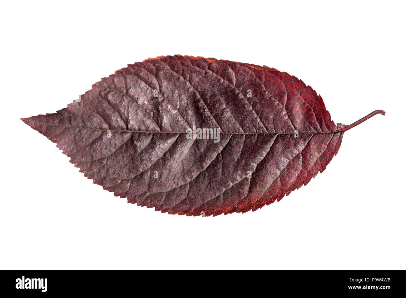 Red autumn fall vivid botany leaf isolated on white background Stock ...