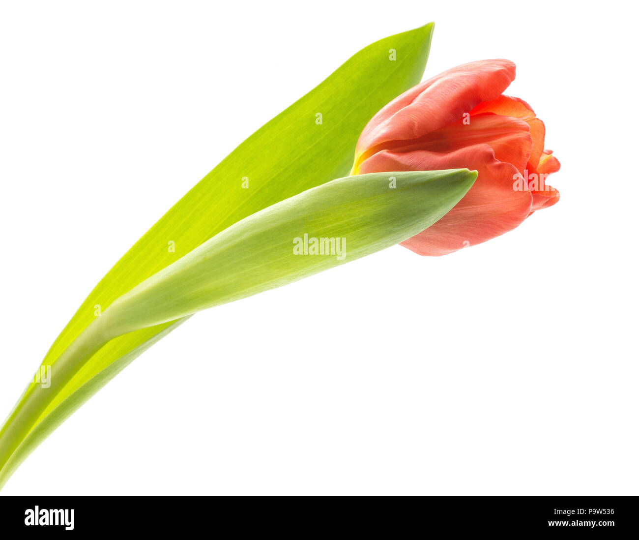 One red tulip with bright green leaves spring flower isolated on white ...