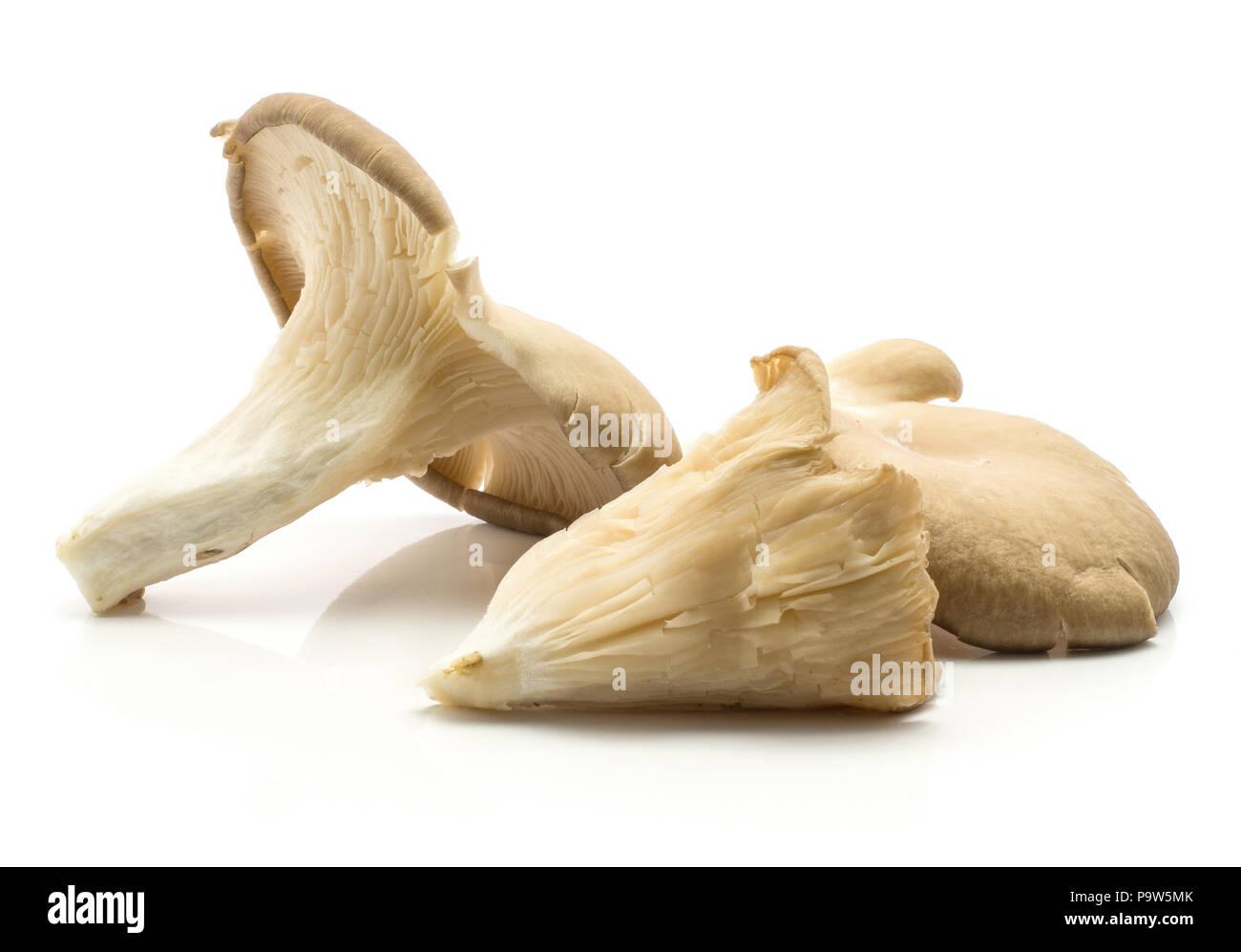 Oyster mushrooms (Pleurotus ostreatus three varieties compare) isolated