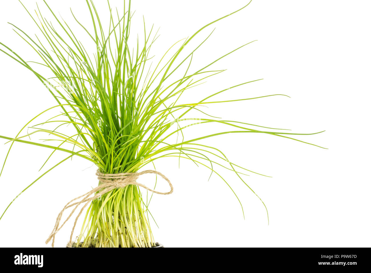 Fresh chives bunch tied by rope close-up isolated on white background Stock Photo