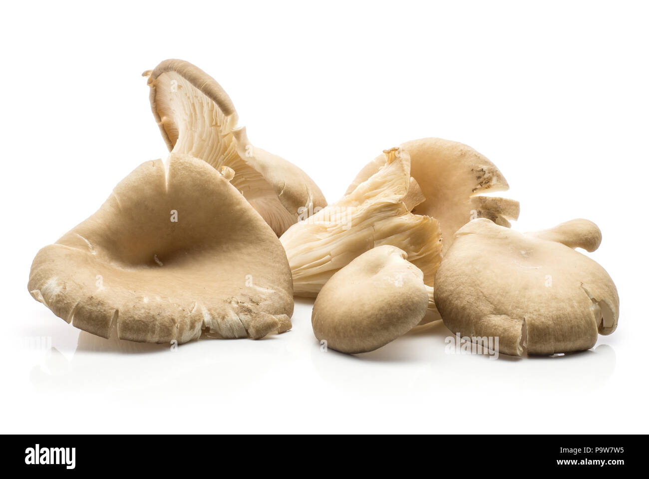 Oyster mushrooms (Pleurotus ostreatus stack) isolated on white