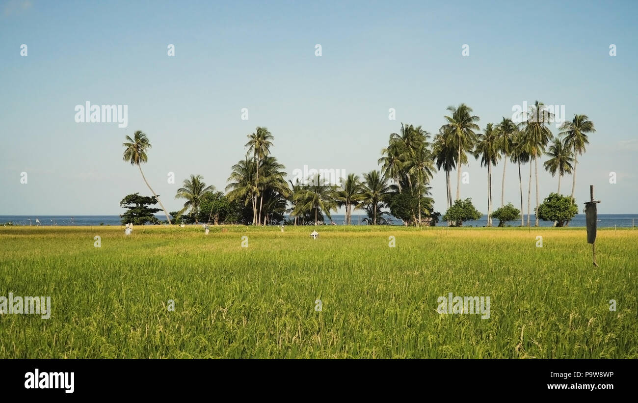 Rice field with yellowish green grass, on the background of blue sea ...