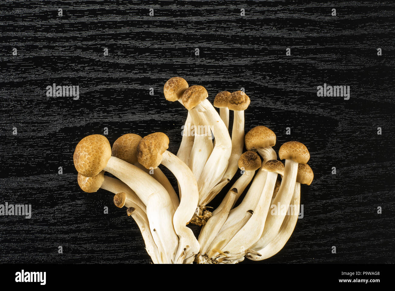 Brown beech mushrooms top view Shimeji isolated on black wooden