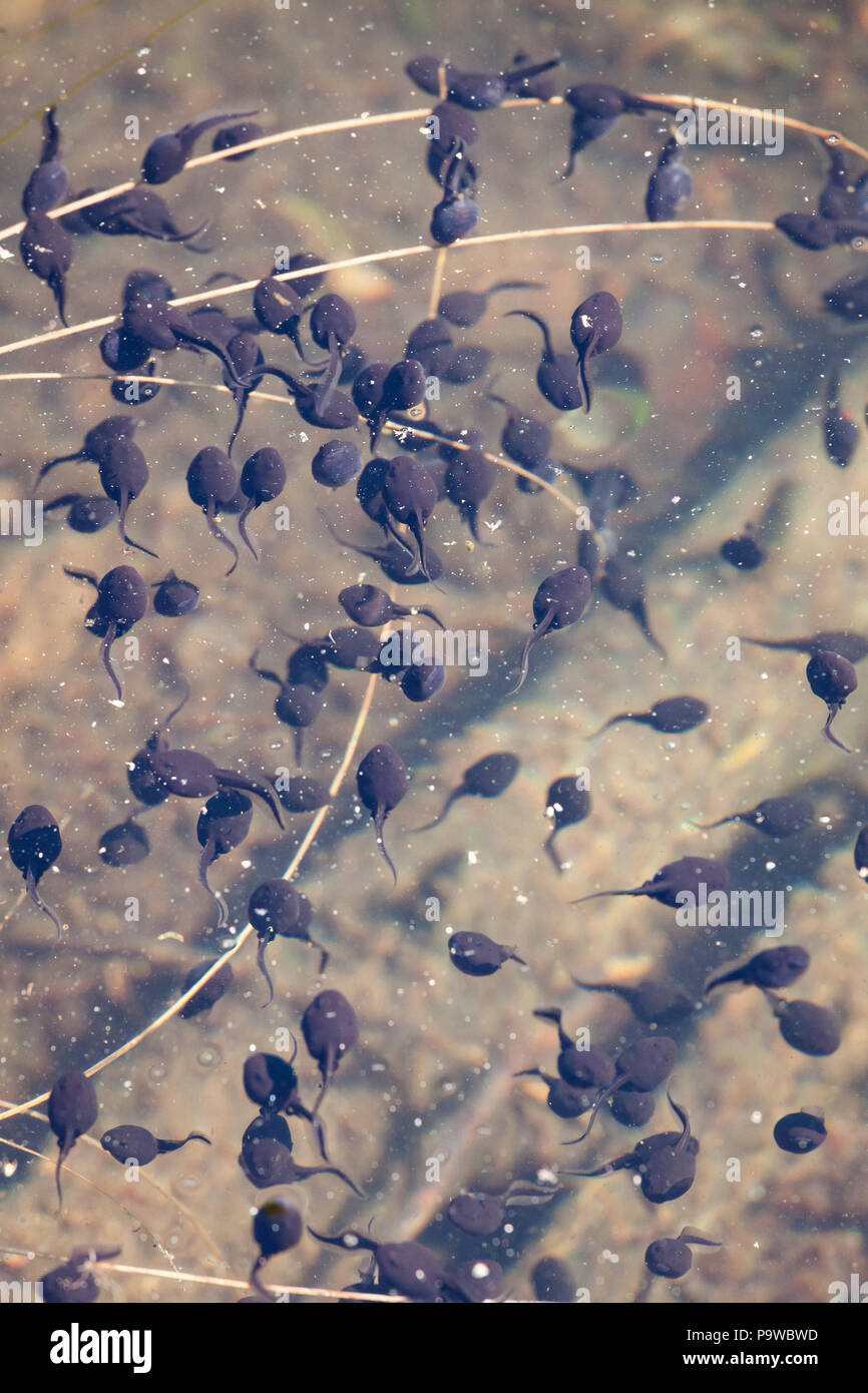 Tadpoles swimming in water Stock Photo Alamy