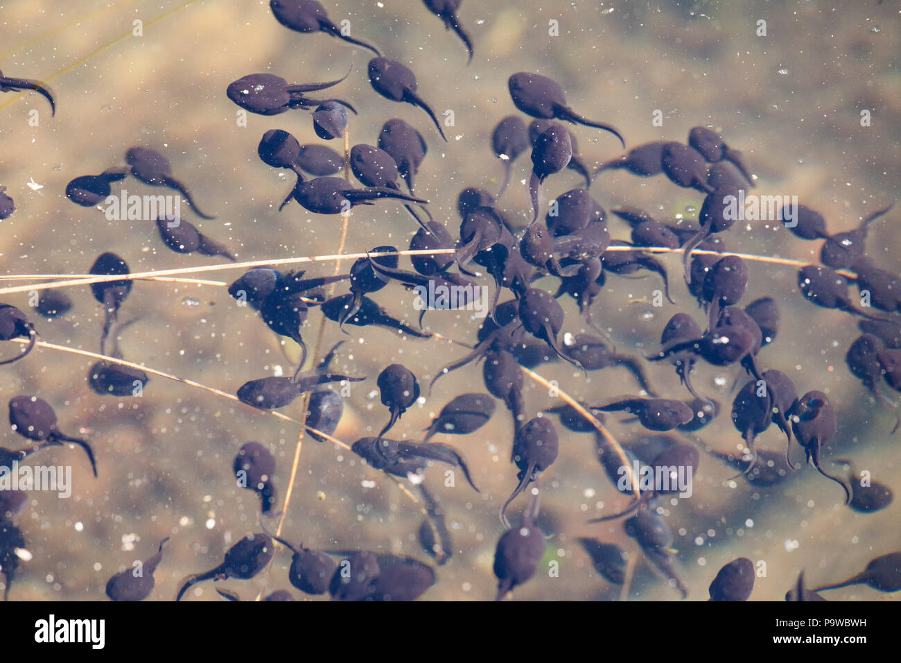 Tadpoles swimming in water Stock Photo Alamy