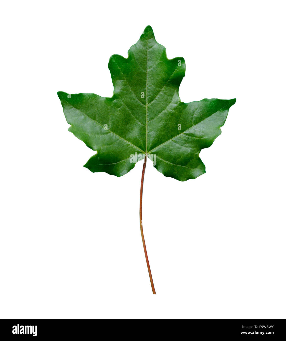 green maple leaf isolated on white background close-up Stock Photo - Alamy