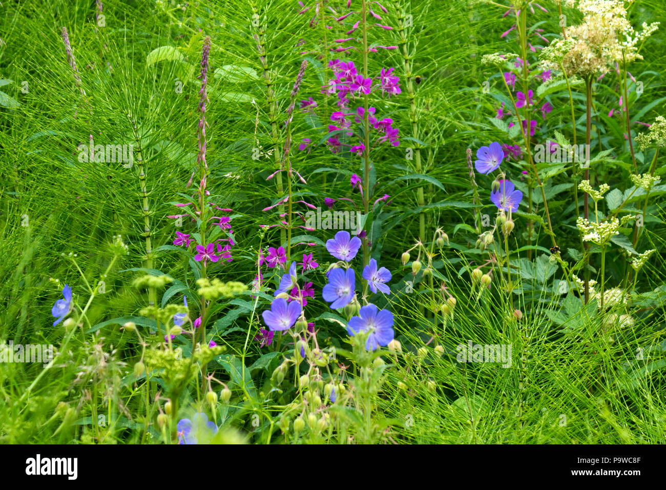 Great willow herb and periwinkle flowers with horse tail fern Stock Photo