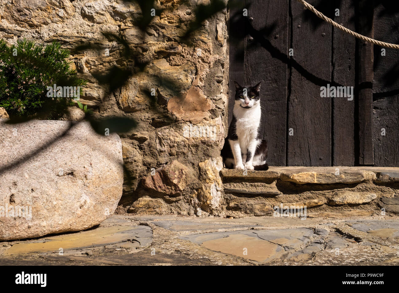 Black and white cat sitting in the sun on a stone step outside a door in the Catalonian village of Beget, Catalonia, Spain Stock Photo