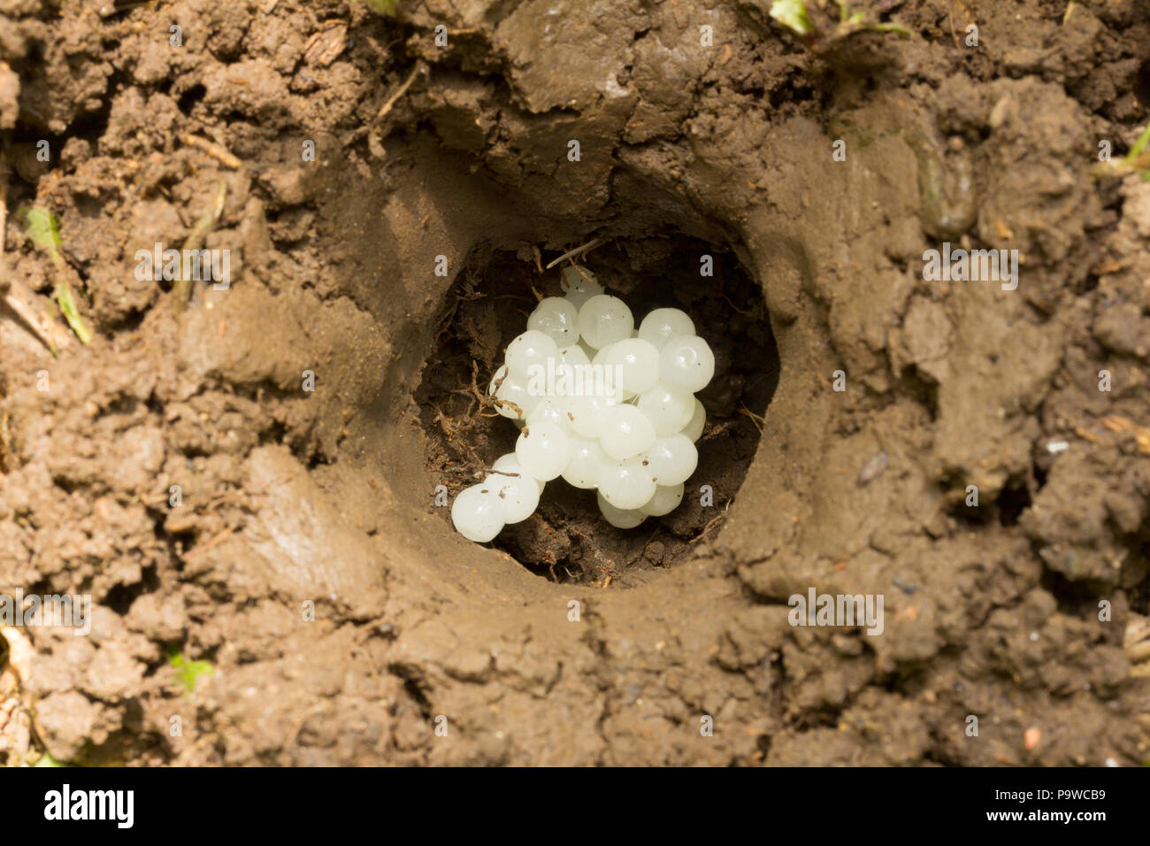 the hole in the ground with egg laying escargot Stock Photo Alamy