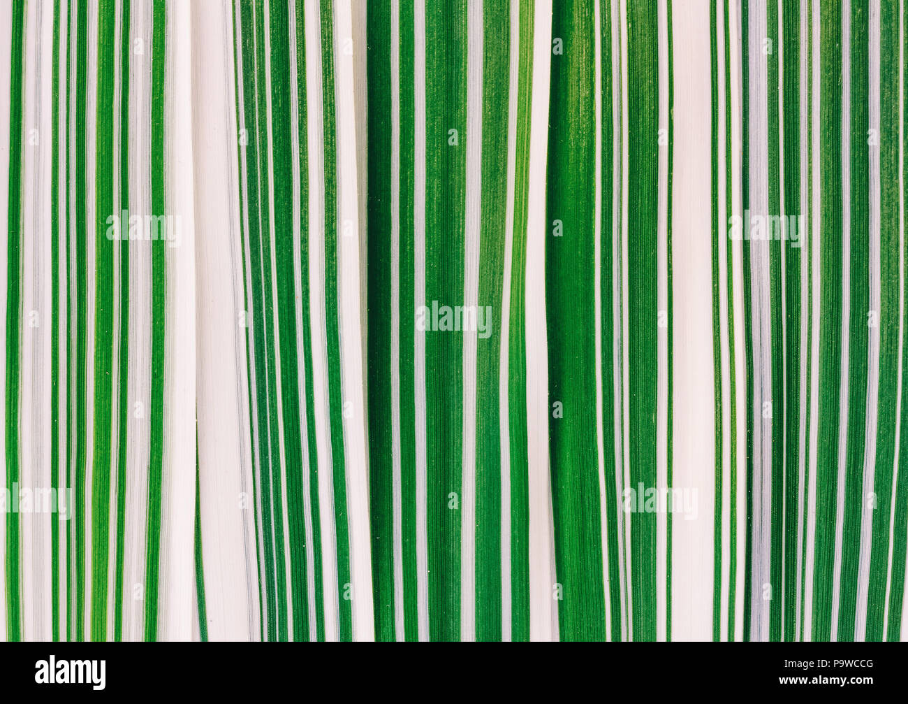 Natural background from the leaves of the striped grass (phalaris variegated) close-up Stock Photo