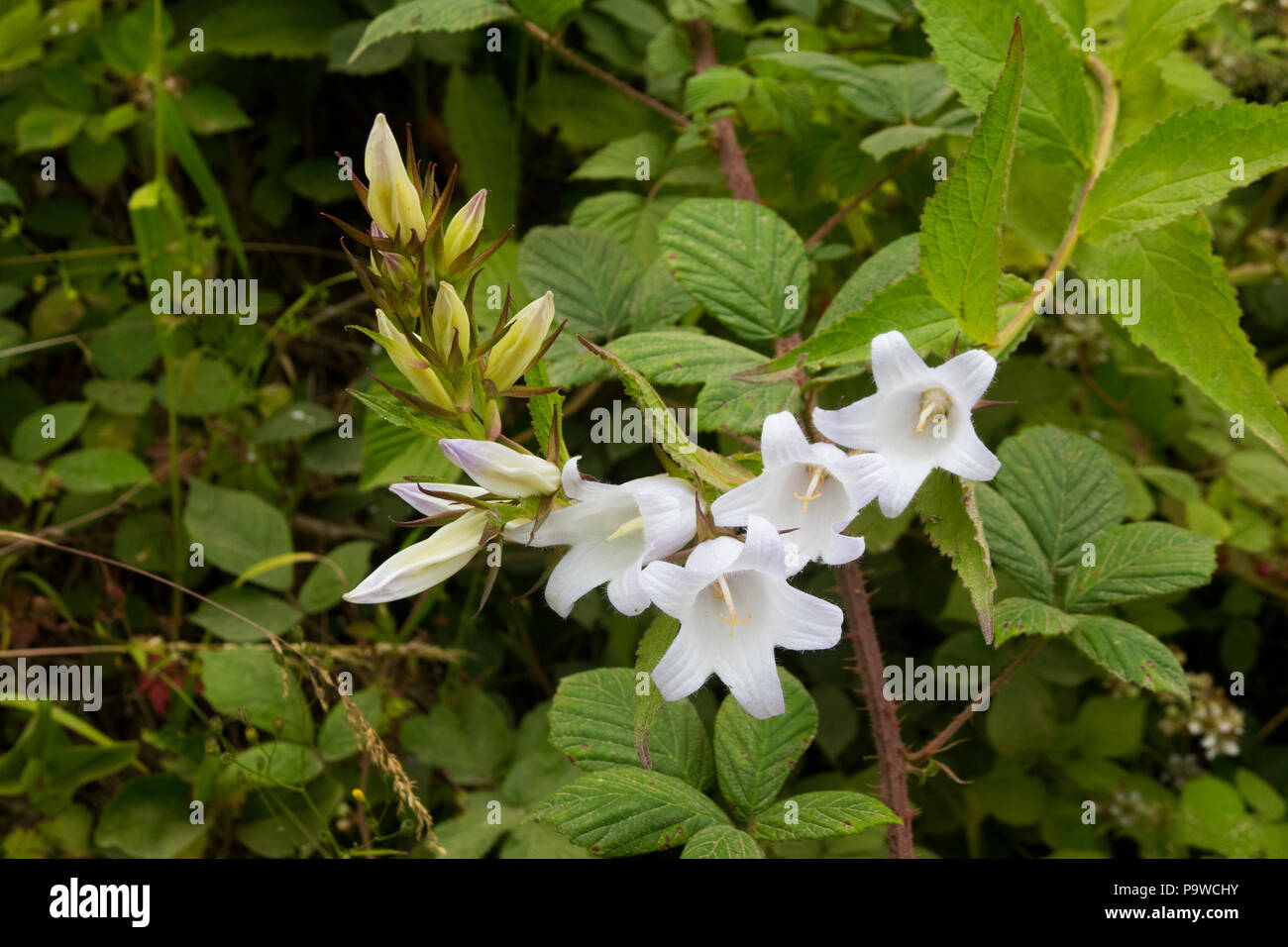 Campanula flower (white Stock Photo - Alamy