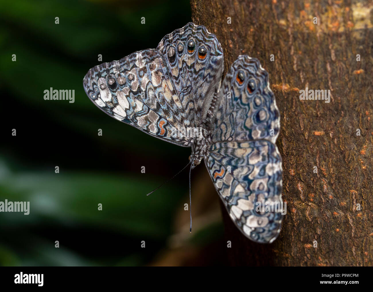 macro shot of a butterfly Stock Photo - Alamy