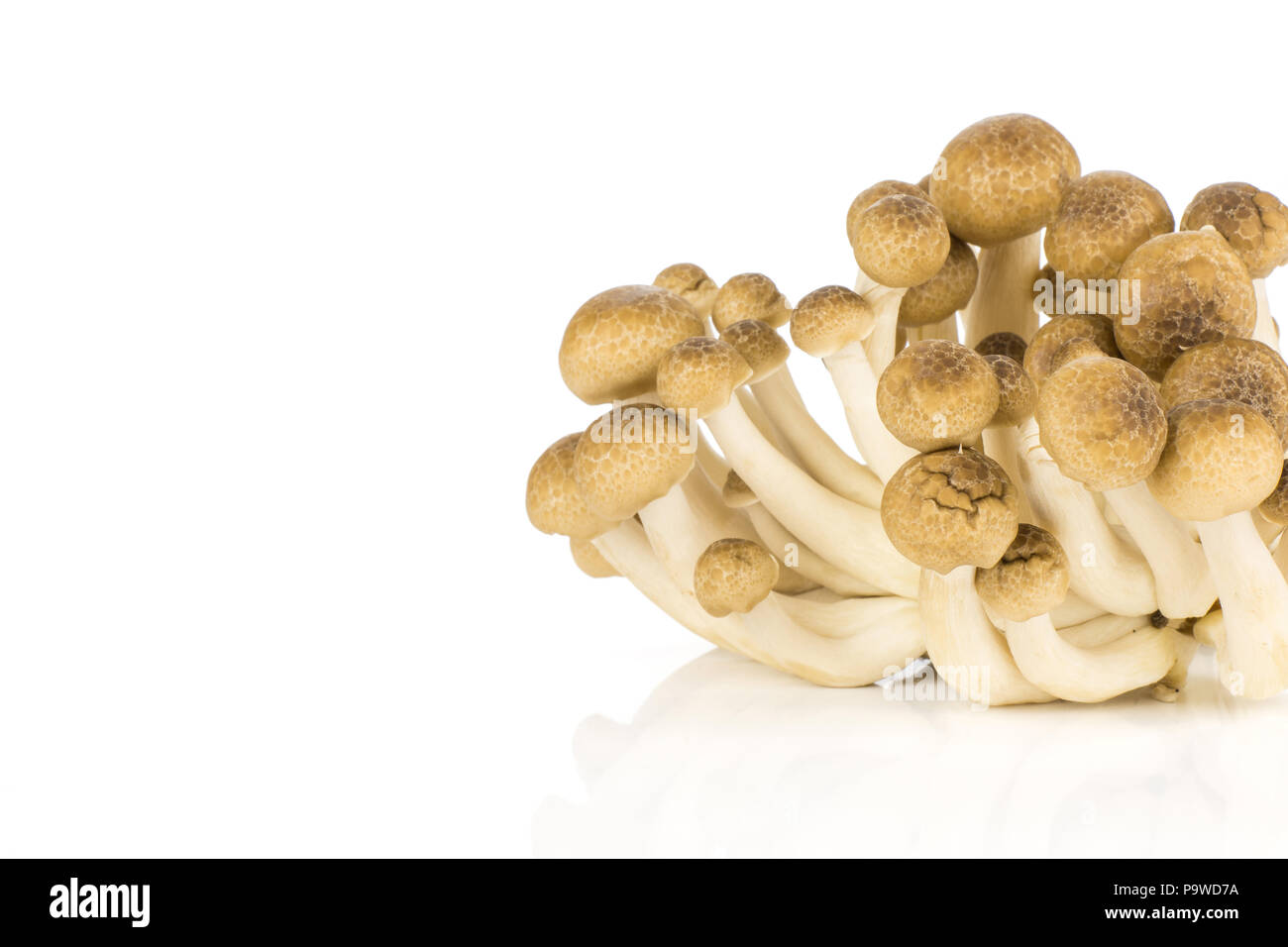 Brown beech mushrooms Shimeji group isolated on white background Stock