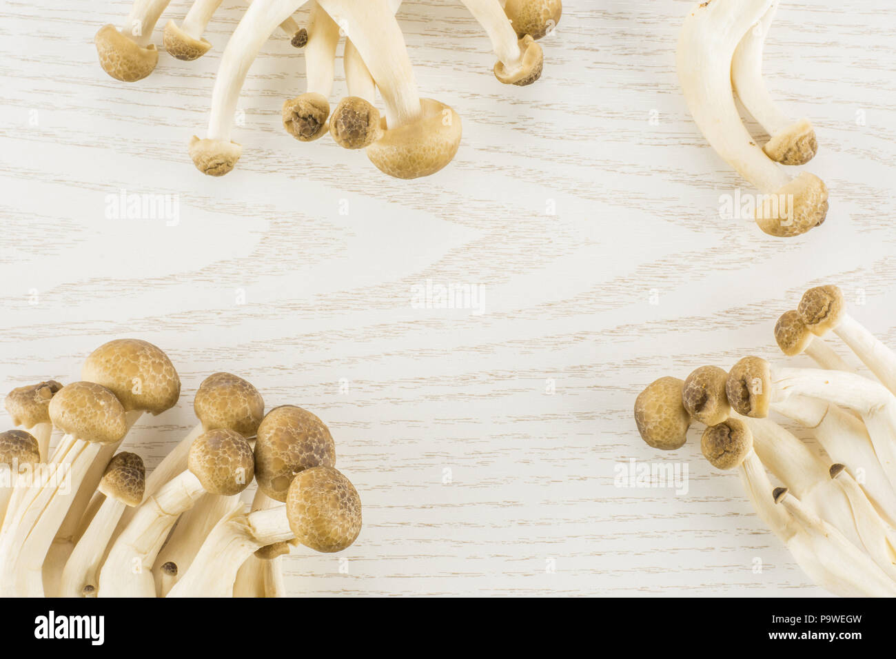 Brown beech mushrooms top view Shimeji isolated on white wooden