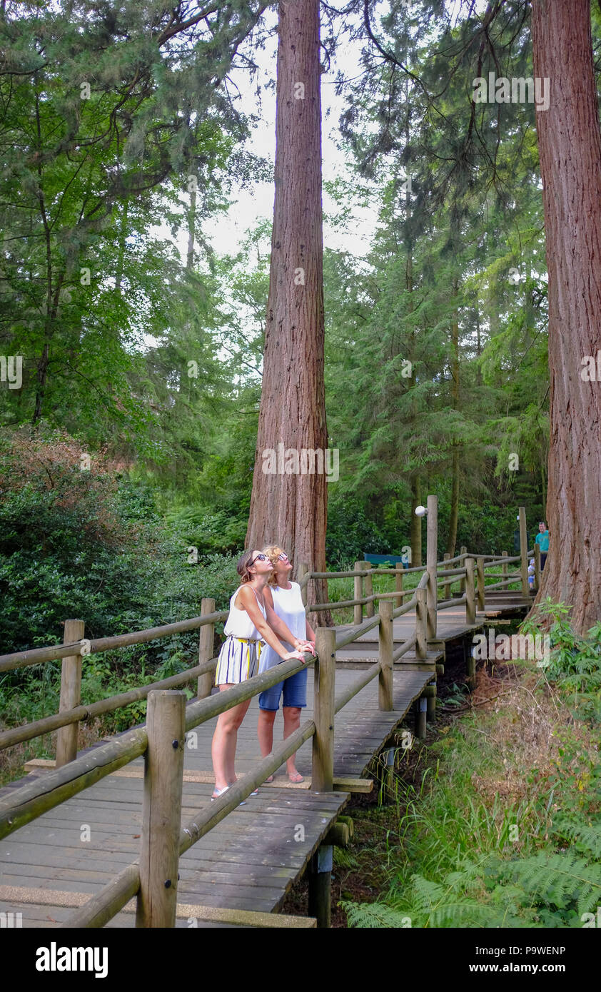 Center Parcs Longleat Forest Warminster - Giant Redwoods Sequoiadendron giganteum that were planted in the 1850's by the Marquis of Bath Stock Photo