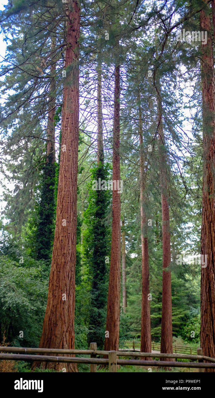 Center Parcs Longleat Forest Warminster - Giant Redwoods Sequoiadendron giganteum that were planted in the 1850's by the Marquis of Bath Stock Photo