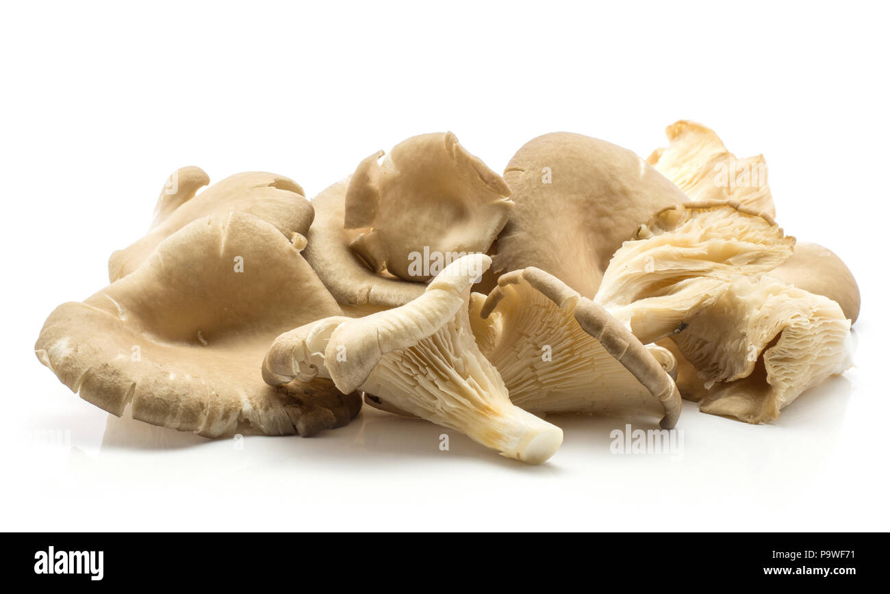 Oyster mushrooms (Pleurotus ostreatus set) isolated on white background