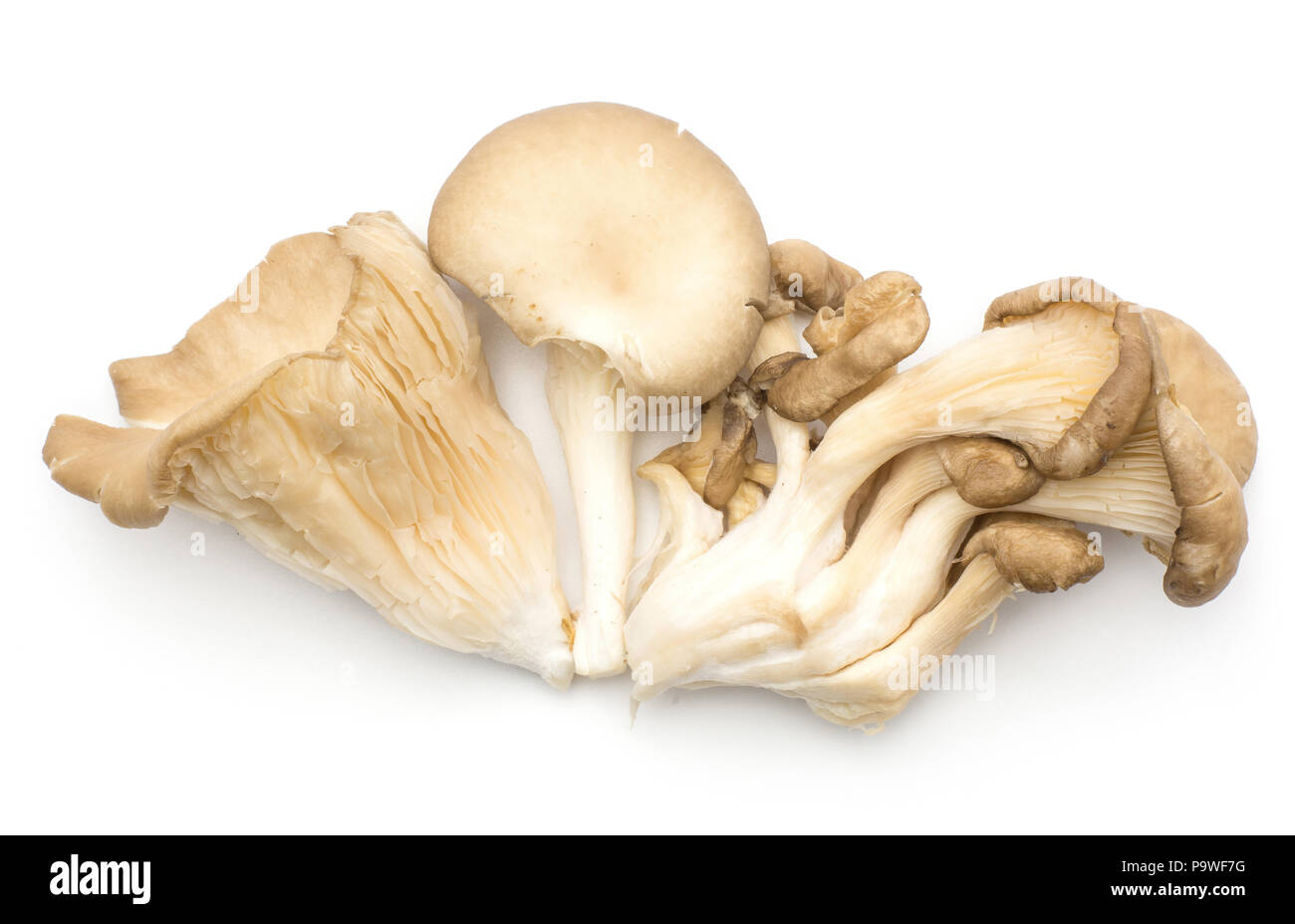 Oyster mushrooms compare (fungus Pleurotus ostreatus varieties top view