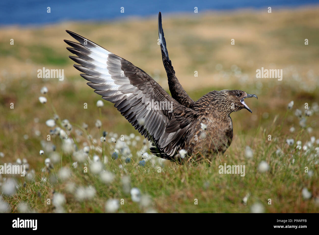 Greater Gull (Stercorarius skua), calling in Cottongrass, Runde Island, Norway Stock Photo