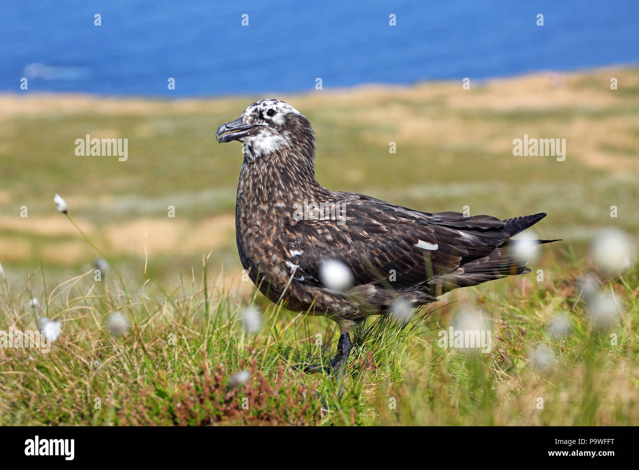 Great Black-backed Gull (Stercorarius skua), fledgling young bird, Island Runde, Norway Stock Photo