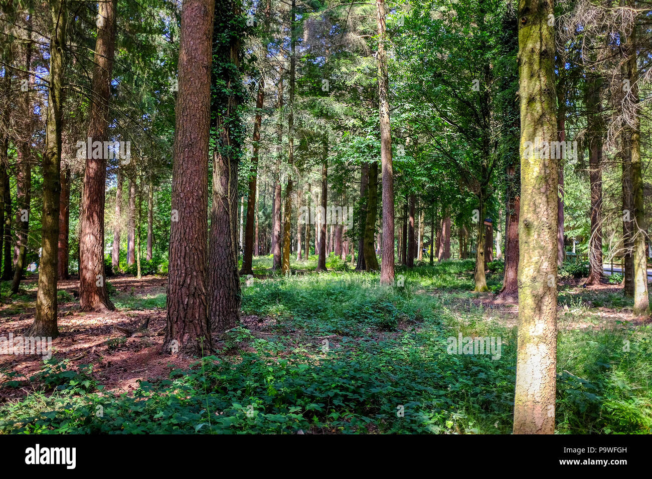 Center Parcs Longleat Forest The Pine forests Stock Photo Alamy