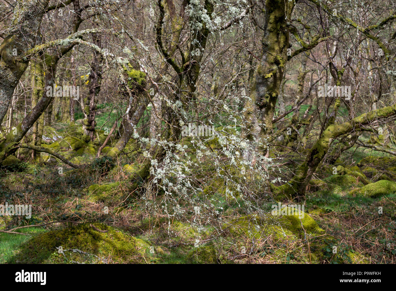 Mosses and lichens growing on trees in the damp climate of Snowdonia, North Wales. Woodland near Coedty reservoir, Dolgarrog, Conwy. Stock Photo