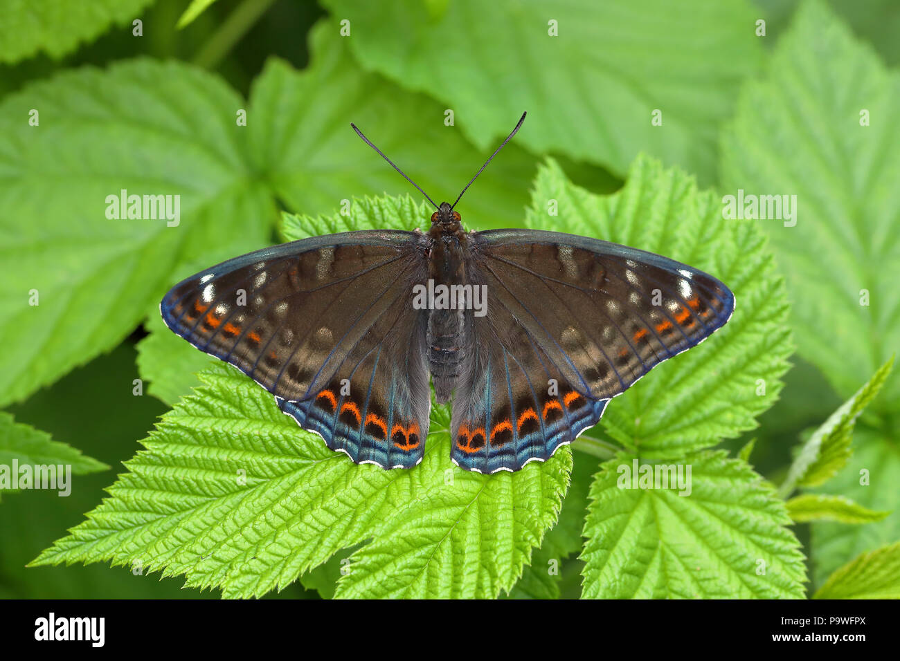 Poplar admiral (Limenitis populi) with spreading wings on leaf, Siegerland, North Rhine-Westphalia, Germany Stock Photo