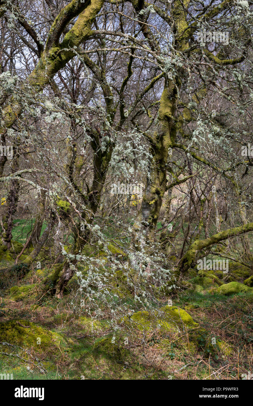 Mosses and lichens growing on trees in the damp climate of Snowdonia, North Wales. Woodland near Coedty reservoir, Dolgarrog, Conwy. Stock Photo