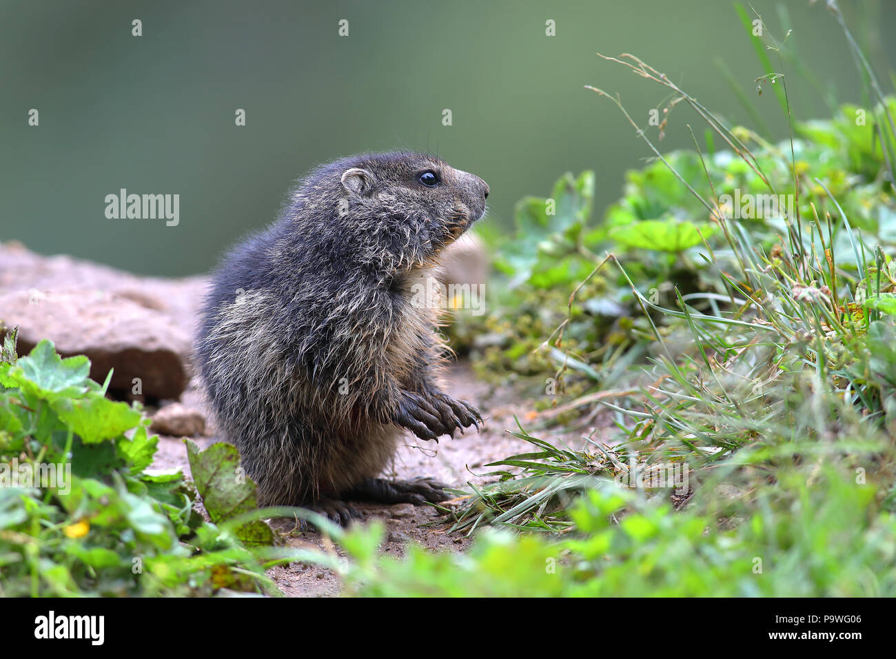 Alpine Marmot (Marmota marmota), young animal, Schladming-Dachstein region, Styria, Austria Stock Photo