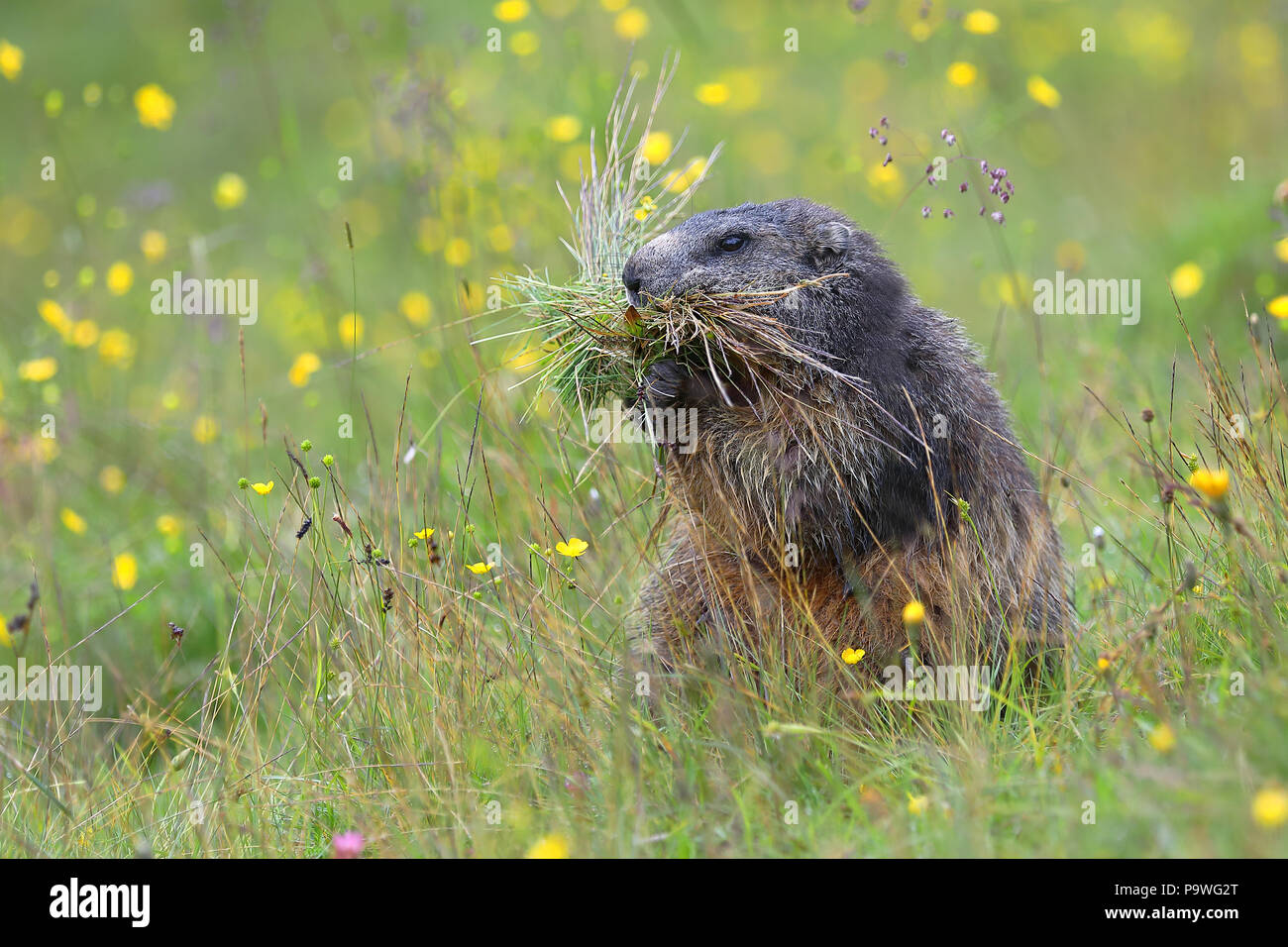 Marmot, Alpine Marmot (Marmota marmota), adult, with tufts of grass in his mouth, sitting in a flower meadow Stock Photo