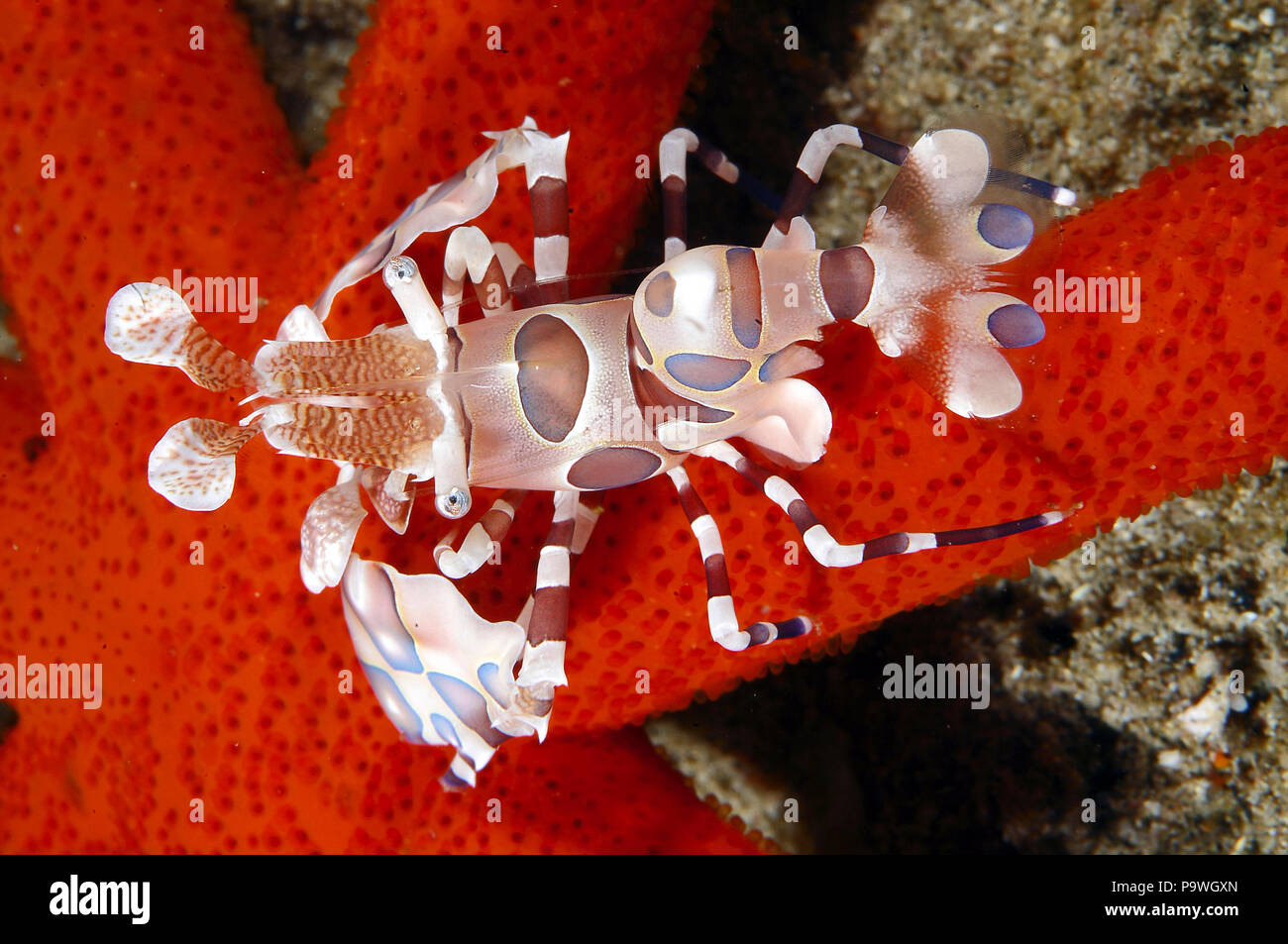 Feeding On A Starfish Stock Photos Feeding On A Starfish Stock