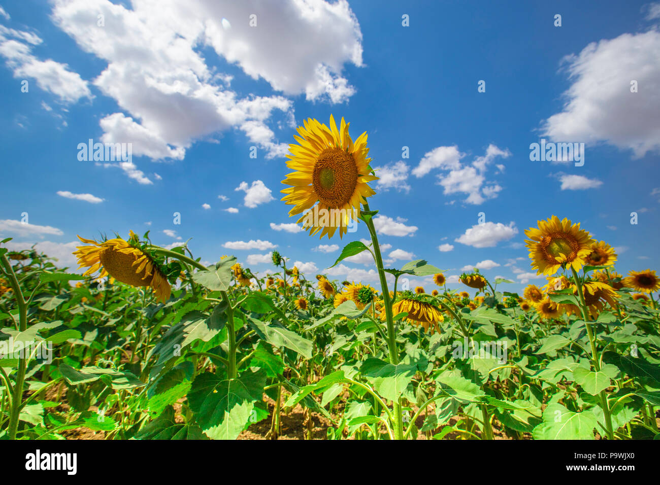 sunflower field over cloudy blue sky Stock Photo - Alamy