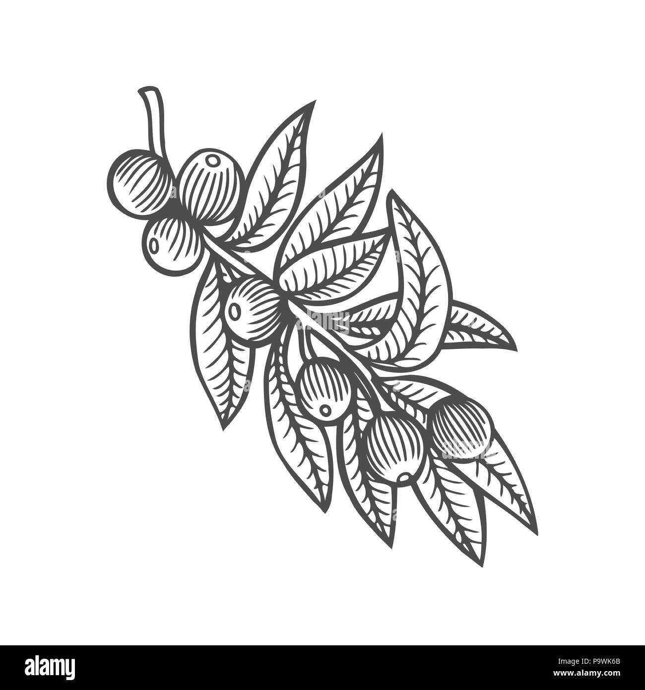 Forest tree branch with leaves, wild berries. Vector. Hand drawn artwork. sketch. Coloring book page for adult. Bohemia concept for cards, tickets, br Stock Vector