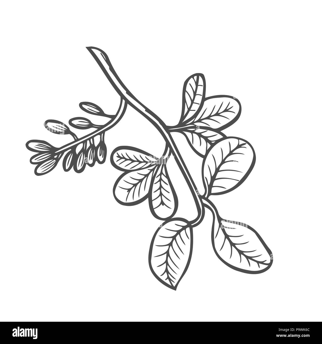 Forest tree branch with leaves, wild berries. Vector. Hand drawn artwork. sketch. Coloring book page for adult. Bohemia concept for cards, tickets, br Stock Vector Image & Art - Alamy
