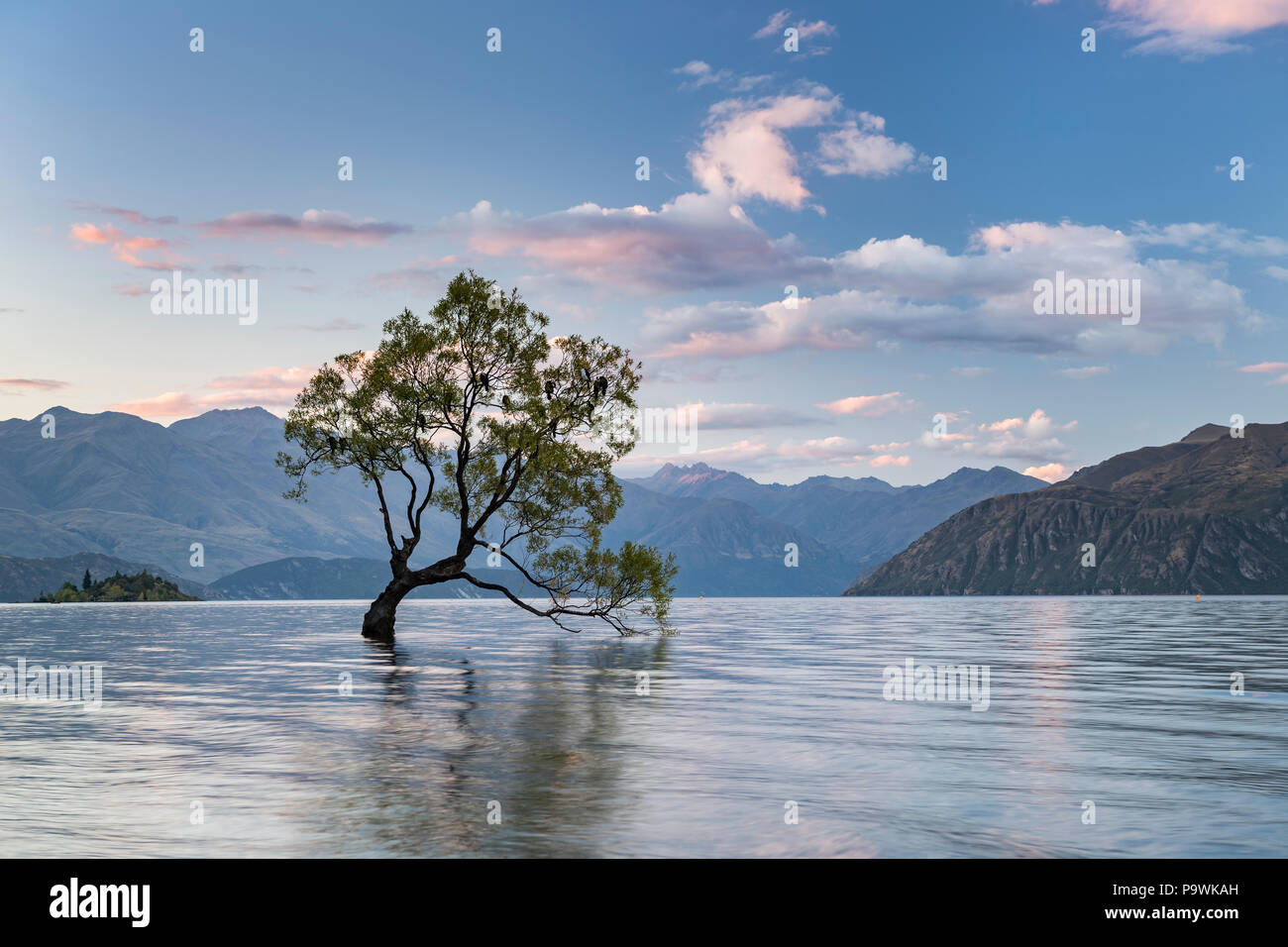 Single tree standing in water, Wanaka Lake, The Wanaka Tree, Roys Bay, Otago, South Island, New Zealand Stock Photo