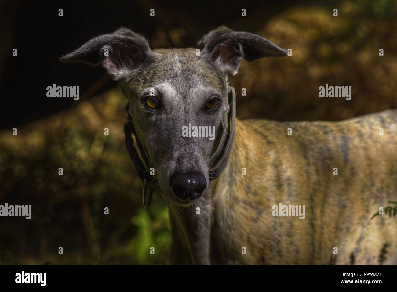 portrait of a light brown greyhound Stock Photo