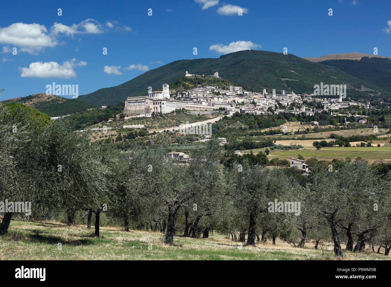 View of olive grove with city, Assisi, Umbria, Italy Stock Photo