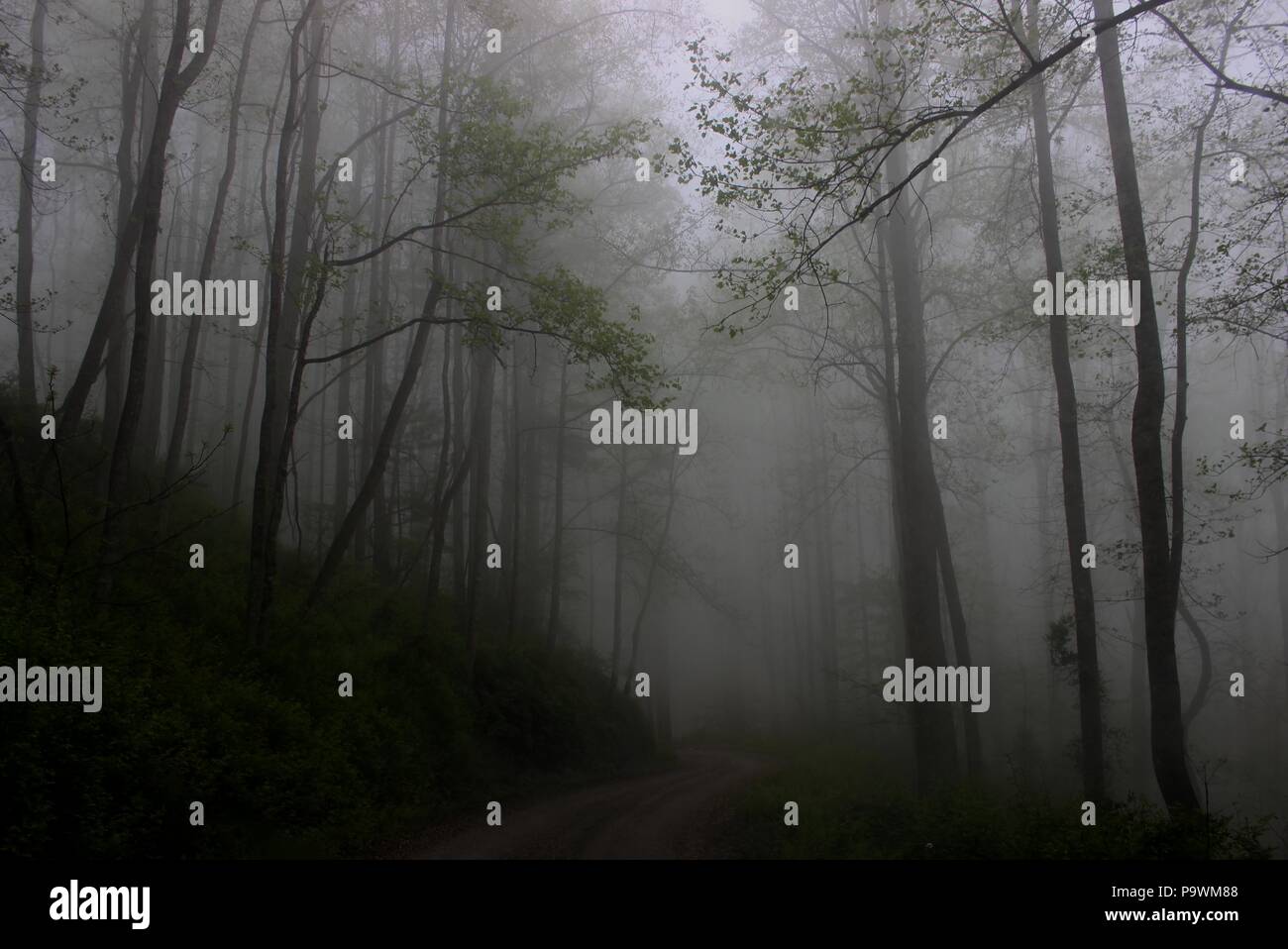 Tree-lined Road on a Misty/Foggy Day Stock Photo - Alamy