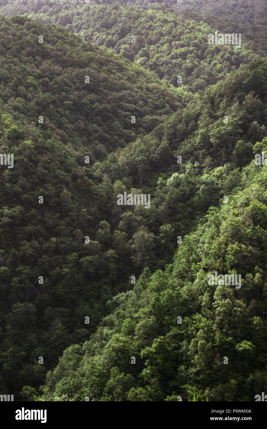 slopes covered with deciduous forests in the mountains of A Fonsagrada, Galicia Stock Photo
