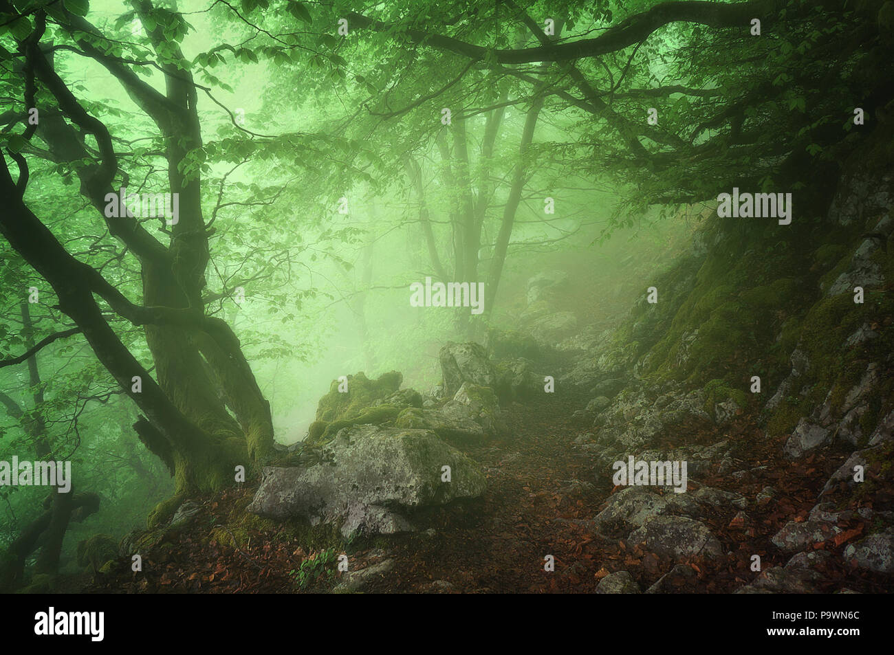 Mysterious forest scene hi-res stock photography and images - Alamy