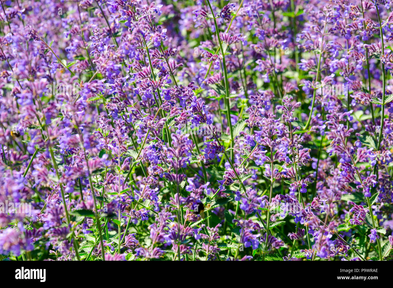 Lavender blossom (Lavandula) flowers close up. Lavender garden, lavender field Stock Photo