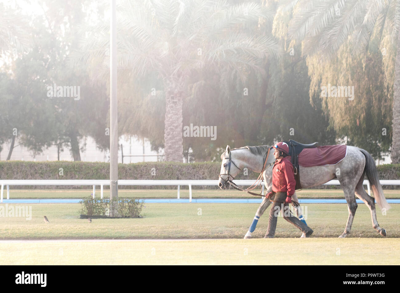 Jockey walking dappled grey racehorse around the yard prior to morning exercise in Dubai. Stock Photo