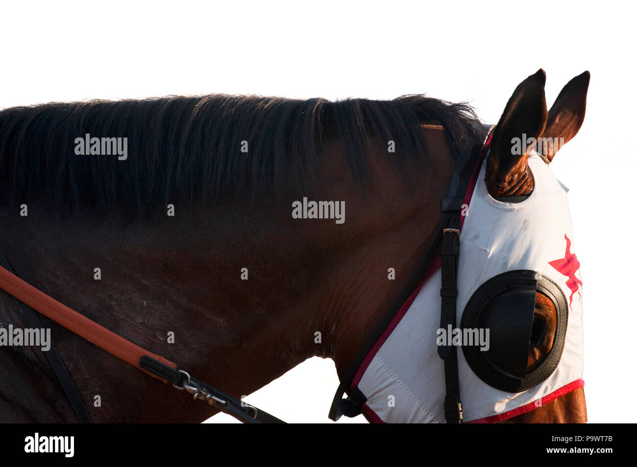 Profile of a racehorse's head with bridle and headpiece. Stock Photo