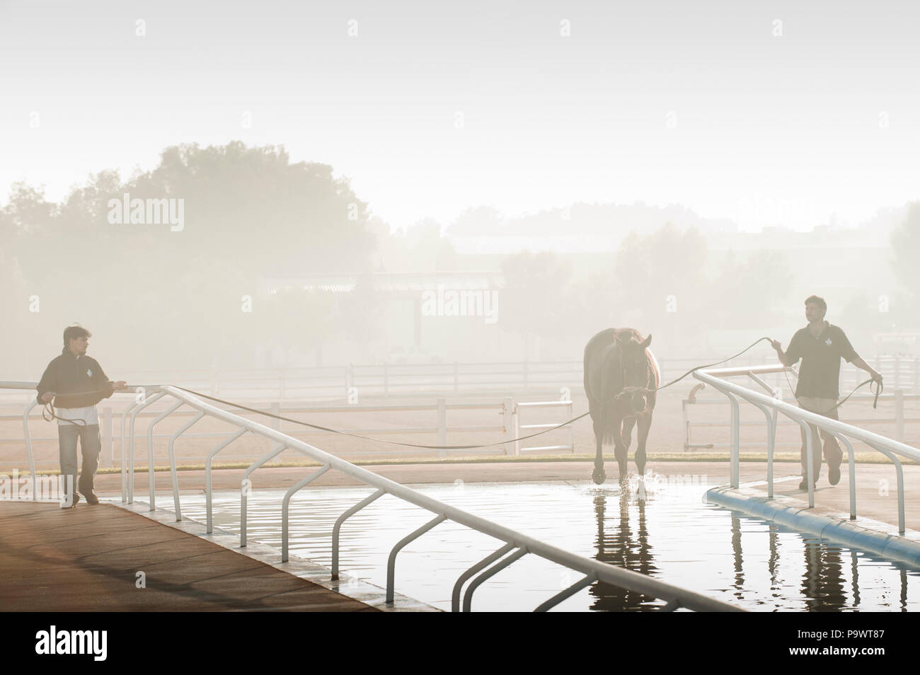 Racehorse being led into outdoor swimming pool by two Indian grooms at dawn. Stock Photo