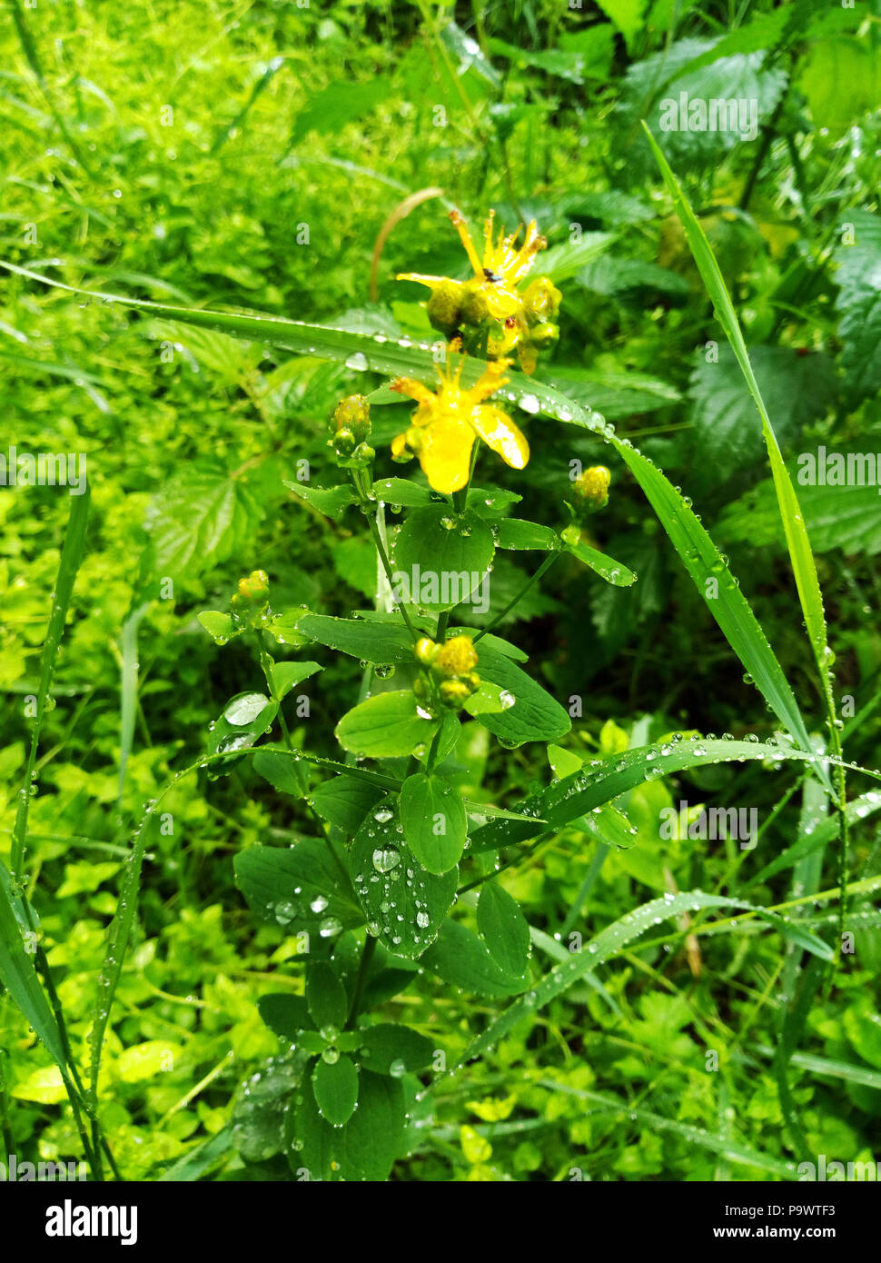 Flowering yellow celandine plant in forest Stock Photo