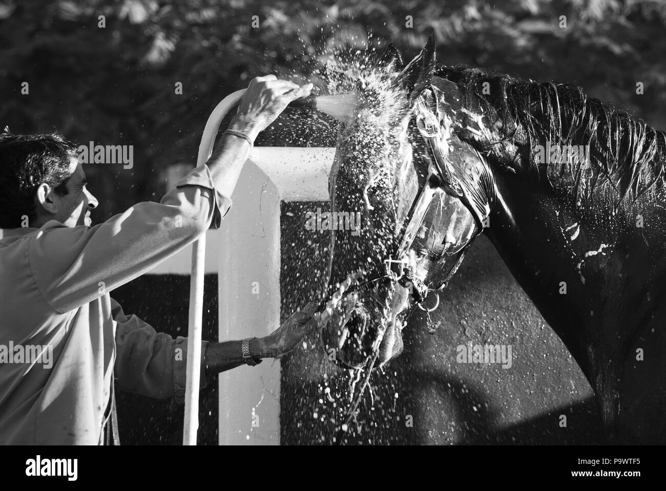 Racehorse being washed after morning training by Indian groom Stock Photo