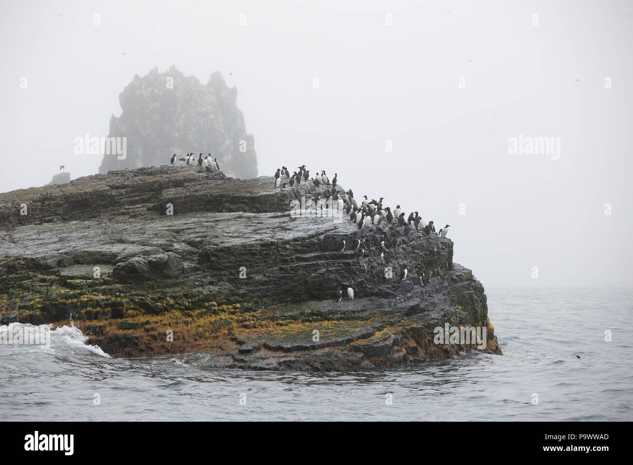 Guillemots, Bear Island Stock Photo