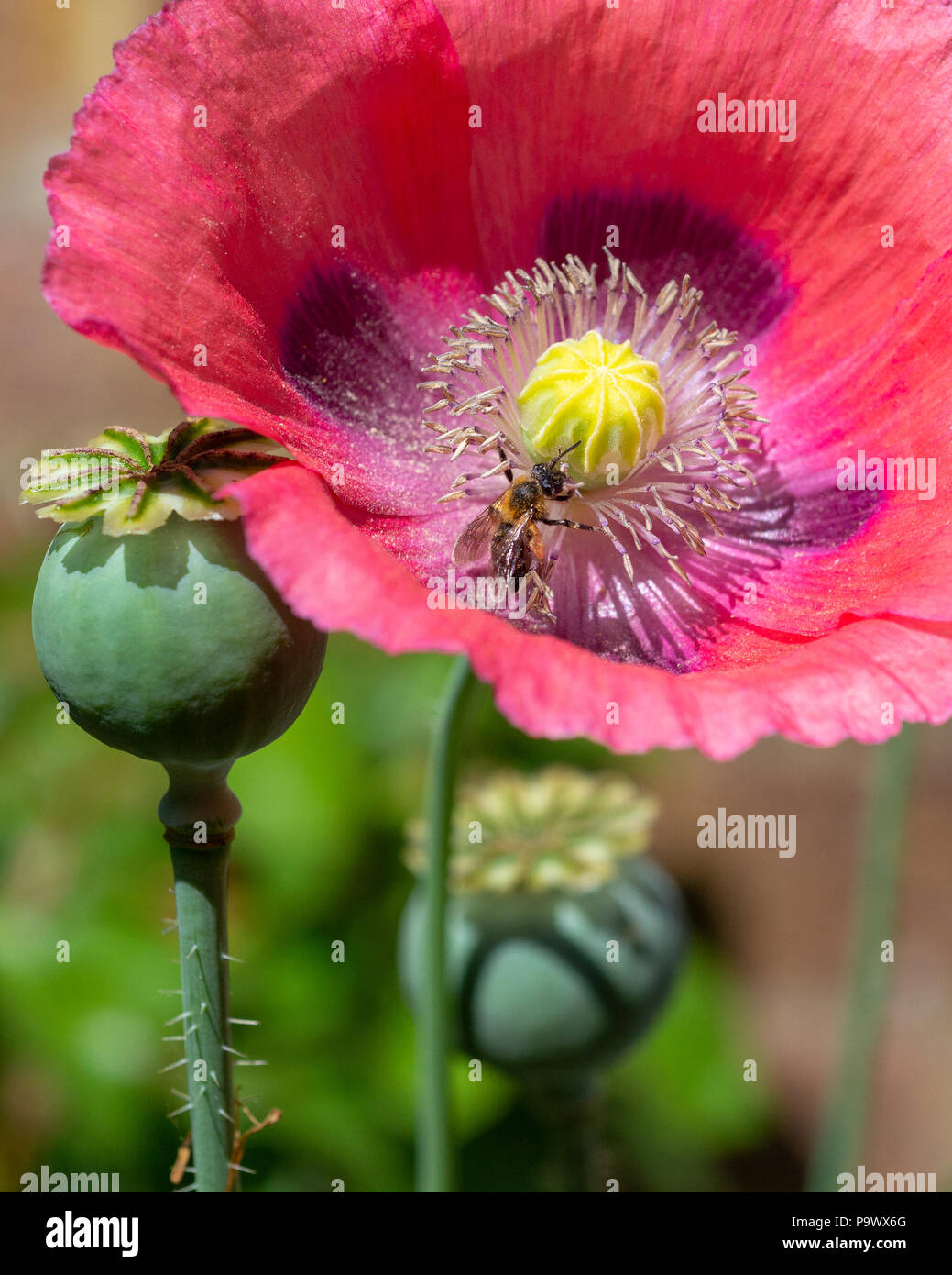 A small bee feeding on the nectar of a wild purple poppy flower (papaver somniferum) with seed pods. Stock Photo